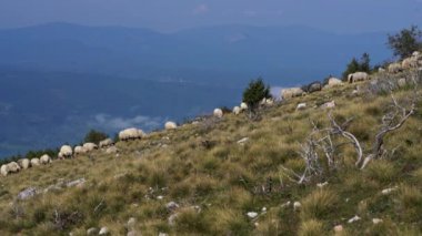 Dağda koyun temiz ot otlatmak