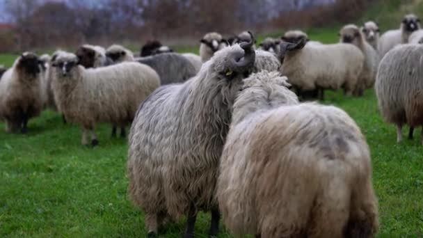 Moutons Sur Pâturage Montagne Herbe Propre — Video