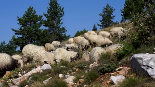 Ovejas Montaña Pastan Hierba Limpia — Vídeo de stock