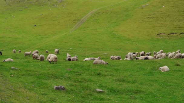 Ovejas Montaña Pastan Hierba Limpia — Vídeos de Stock