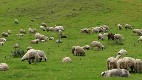 Schapen Berg Grazen Schoon Gras — Stockvideo