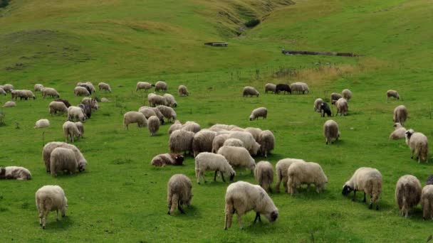 Čisté trávě pasou ovce na hoře