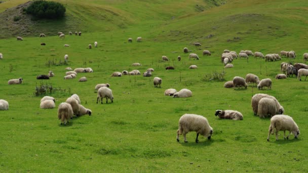 Πρόβατα Στο Βουνό Βόσκουν Καθαρό Γρασίδι — Αρχείο Βίντεο