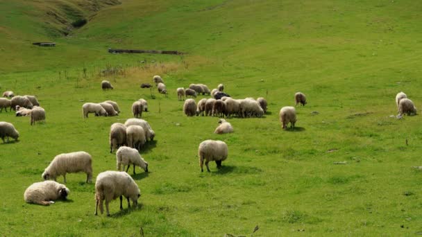 Schapen Berg Grazen Schoon Gras — Stockvideo