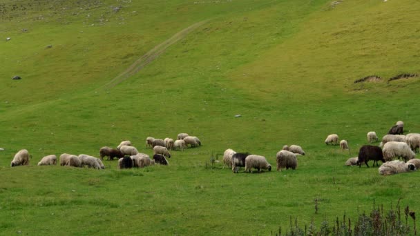 Πρόβατα Στο Βουνό Βόσκουν Καθαρό Γρασίδι — Αρχείο Βίντεο