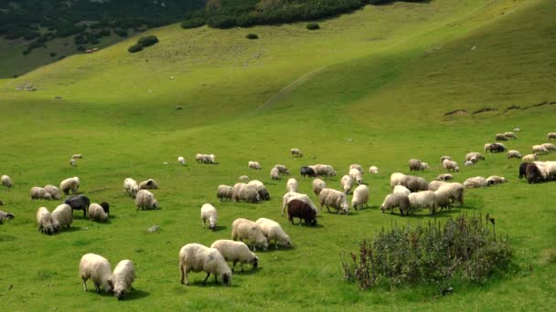 山の羊の放牧きれいな草 — ストック動画