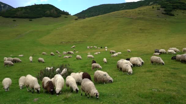 Čisté Trávě Pasou Ovce Hoře — Stock video