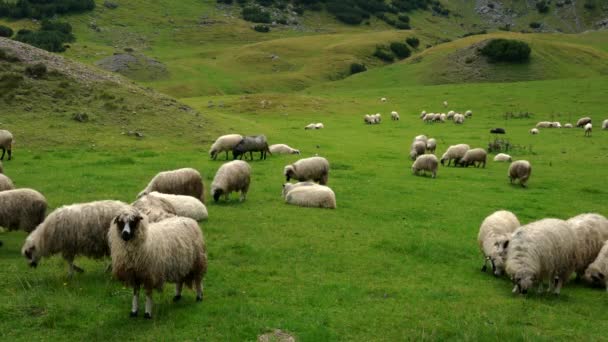 Moutons Sur Pâturage Montagne Herbe Propre — Video