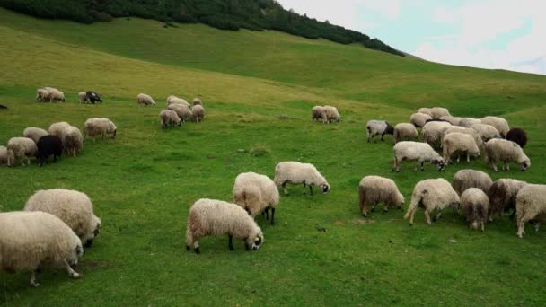 Moutons Sur Pâturage Montagne Herbe Propre — Video