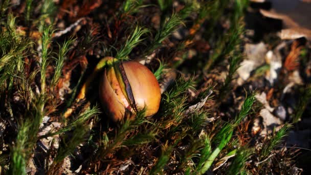 Roble Germinante Bellota Entorno Natural — Vídeo de stock