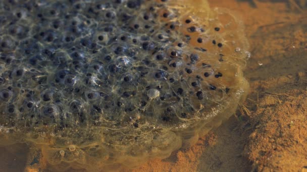 水坑中的青蛙蛋 — 图库视频影像