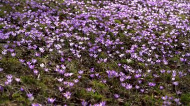 Bahar Crocus rüzgarda