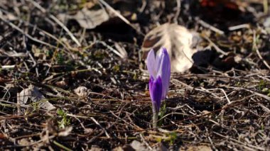 Bahar Crocus rüzgarda
