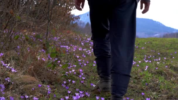 Человек Проходит Через Поле Весеннего Крокуса — стоковое видео