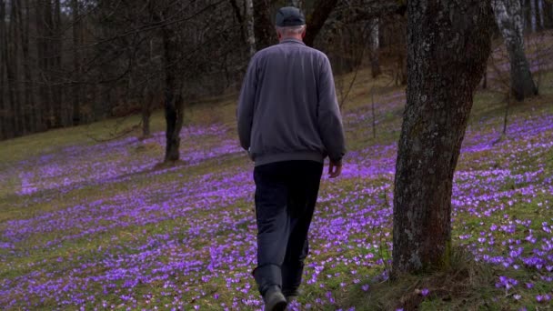 Homem Passa Pelo Campo Crocus Primavera — Vídeo de Stock