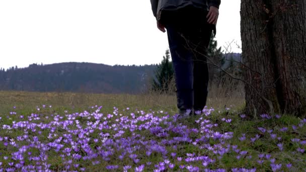 Mann Geht Durch Feld Mit Frühlingskrokussen — Stockvideo