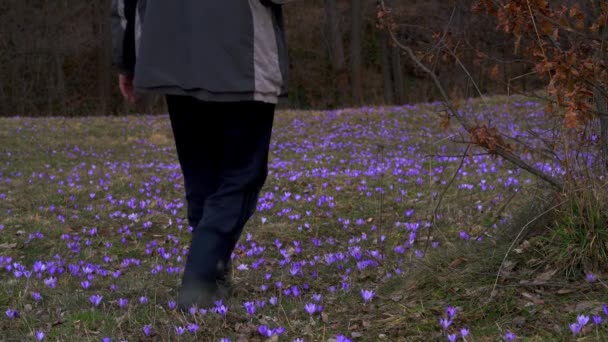 Mann Geht Durch Feld Mit Frühlingskrokussen — Stockvideo