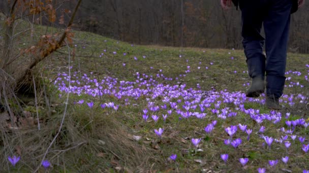 人类穿过春天番红花的田野 — 图库视频影像