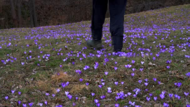 Uomo Passa Attraverso Campo Croco Primaverile — Video Stock