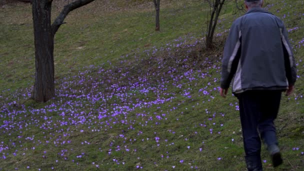 Людина Проходить Крізь Поле Весняного Круку — стокове відео