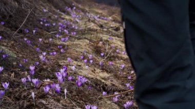Erkek bahar crocus alan gider