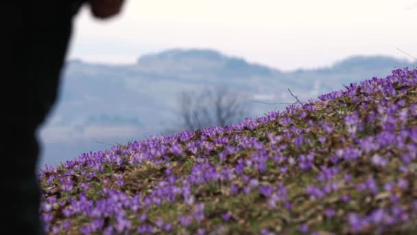 Homem Passa Pelo Campo Crocus Primavera — Vídeo de Stock