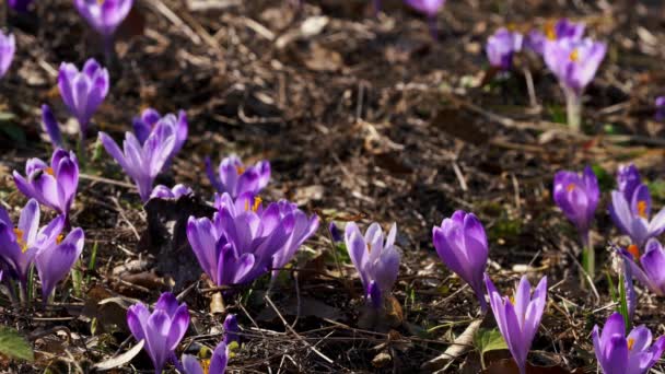 Man Touches First Spring Crocus — Stock Video