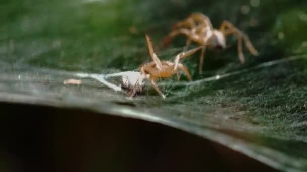 Lutte de deux araignées 