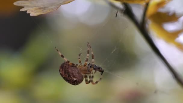 Spider Carries His Victim — Stock Video