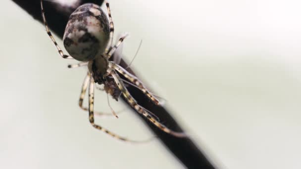 Spider manger la victime 