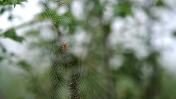 蜘蛛网中的蜘蛛 — 图库视频影像