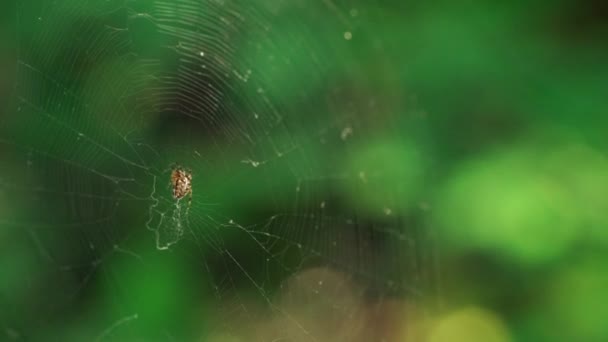 Spinnen Het Web — Stockvideo