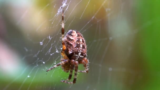 Spinnen Het Web — Stockvideo