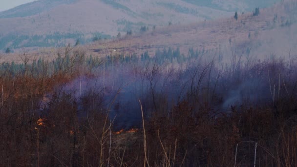 Φωτιά Στο Δάσος — Αρχείο Βίντεο