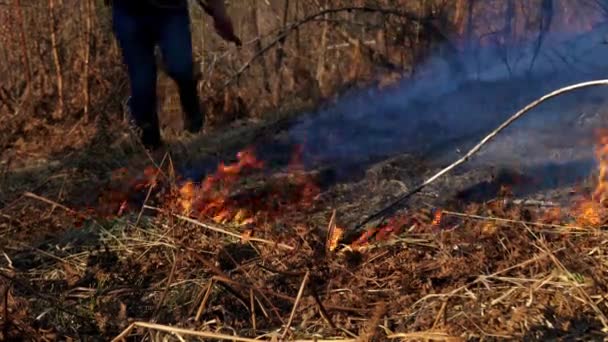 森林消防士の火災を消火します — ストック動画
