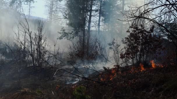 Fuego Bosque — Vídeos de Stock