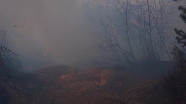 Fuego Bosque Bombero Humo — Vídeos de Stock