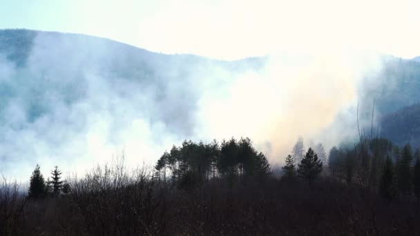 Pożar Lesie — Wideo stockowe