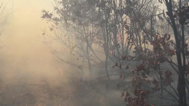Φωτιά Στο Δάσος Καταστρέφει Φύση — Αρχείο Βίντεο