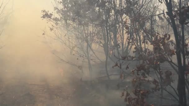 Fuoco Nella Foresta Distrugge Natura — Video Stock