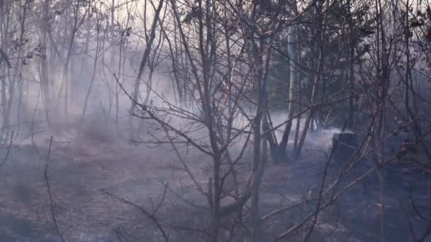 Fuoco Nella Foresta Distrugge Natura — Video Stock