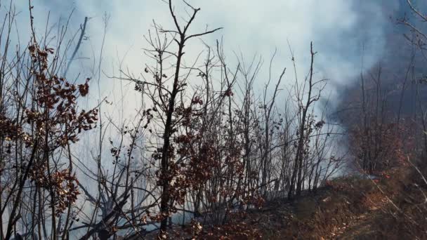 Fuego Bosque Destruye Naturaleza — Vídeos de Stock