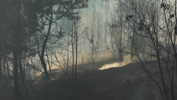 Vuur Het Bos Vernietigt Natuur — Stockvideo