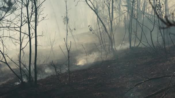 Ogień Lesie Niszczy Przyrodę — Wideo stockowe