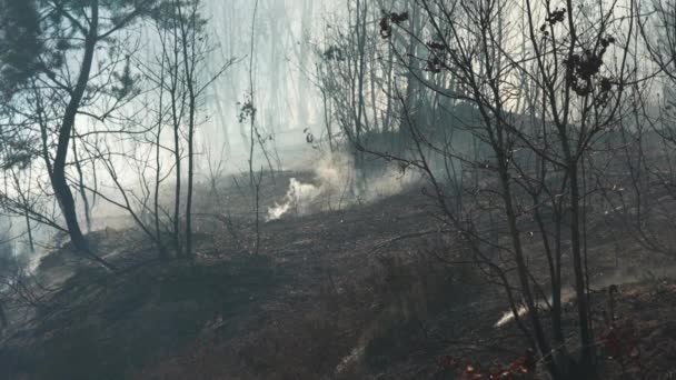 Fogo Floresta Destrói Natureza — Vídeo de Stock