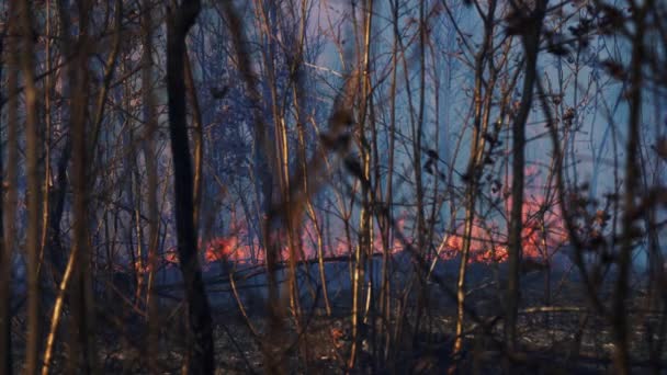 Fire Forest Destroys Nature — Stock Video