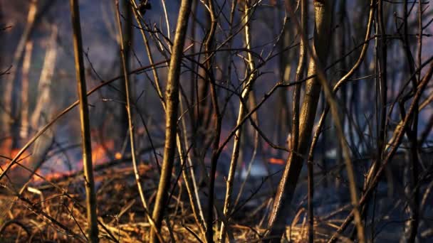 Le feu dans la forêt détruit la nature 