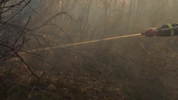 Fuoco Nella Foresta Distrugge Natura Due Pompieri Spengono Fuoco — Video Stock