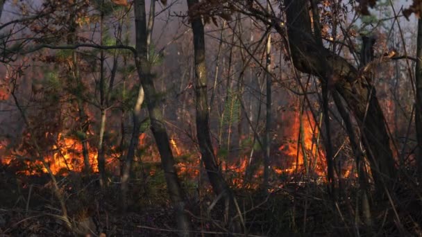 Fire in Forest ničí přírodu