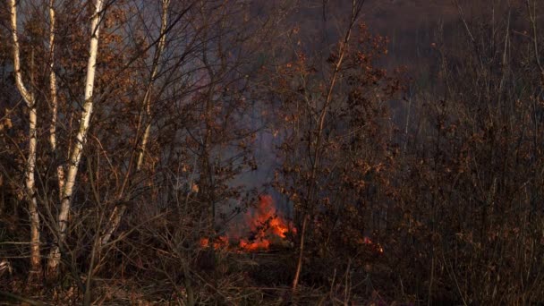 Fuego Bosque Destruye Naturaleza — Vídeos de Stock